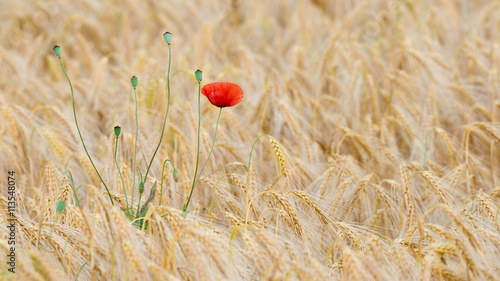 Getreidefeld mit Gerste (Hordeum vulgare) und einer Mohnblume des Klatschmohn (Papaver rhoeas) im Vordergrund