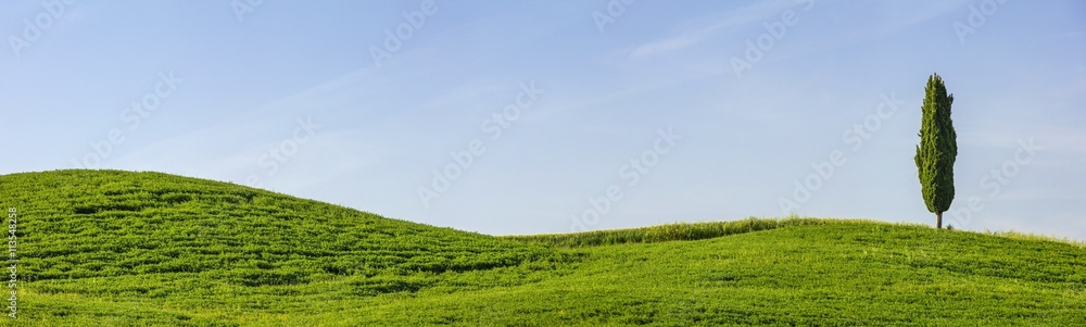 long panorama with alone cypress tree under blue sky in Tuscany in Italy