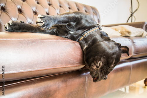 A staffordshire bull terrier dog sleeping on a brown leather sofa. He has his head hanging over the edge. He is very relaxed and comfortable. photo