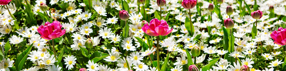 White daisy field . White daisy field .