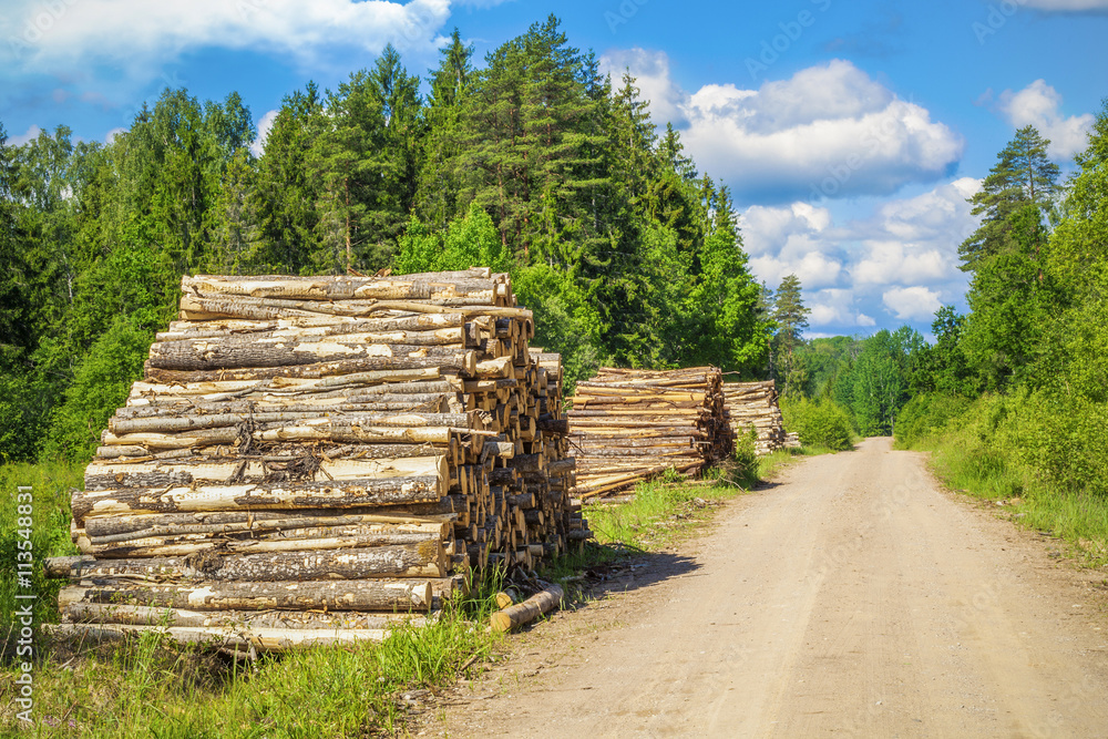 Piles of logs near forest road in summer 