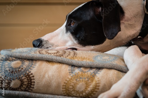 A great dane rests her head on her pillow.