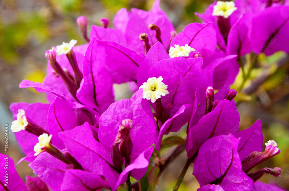 Bougainvillea flowers close up.Selective focus. Bougainvillea flowers close up.Selective focus.