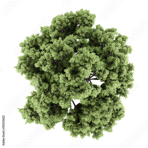 top view of sycamore maple tree isolated on white background