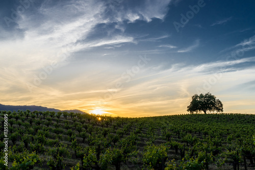 Sunset in Sonoma California wine country. Sun setting behind green grapevines in Sonoma Valley. Tree silhouette on the rolling hills. Blue and orange sky with wispy white clouds.