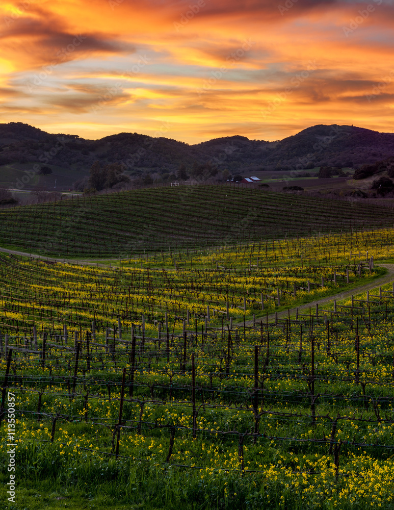 Colorful sunset at Napa California vineyard filled with mustard. Rolling hills in a Napa Valley vineyard. Vibrant mustard flowers growing in winter. Dirt path leads to winery.