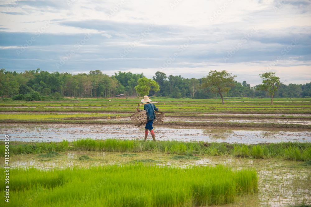 Asian female farmer planting rice in field. Asian female farmer planting rice in field.