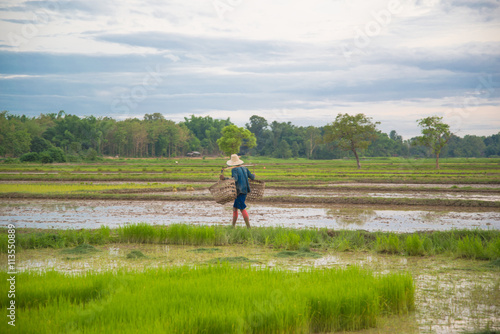 Asian female farmer planting rice in field.