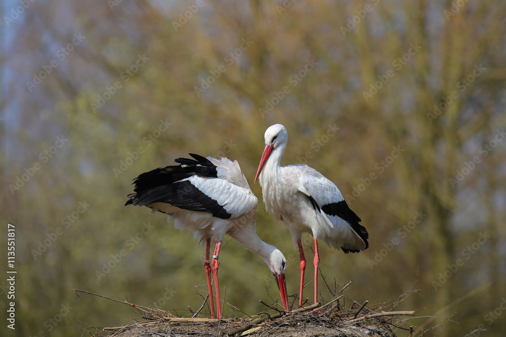 Naklejka premium Weißstorch