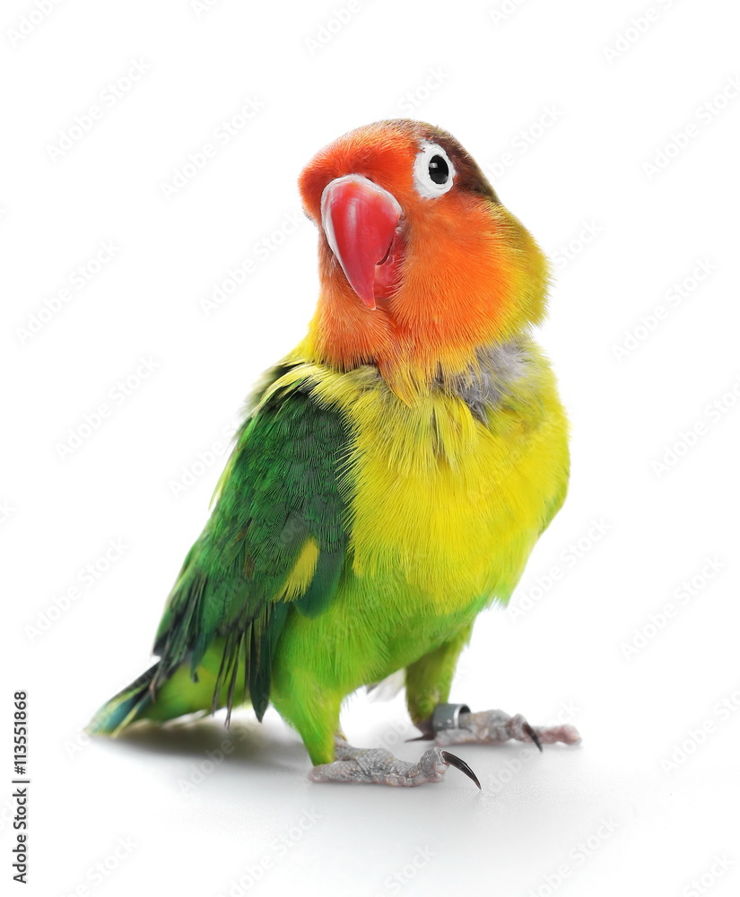 Lovebird isolated on white Agapornis fischeri,  Fischer's Lovebird 