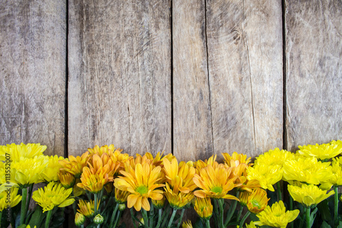 Yellow chrysanthemum flower and wood background