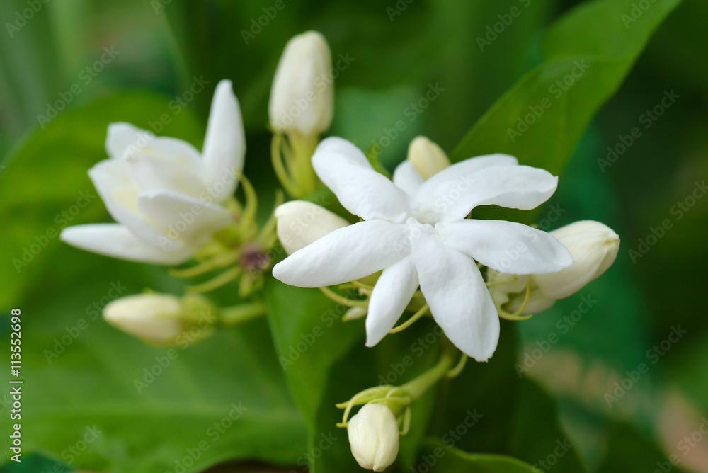 Fototapeta premium White Jasmine flower.