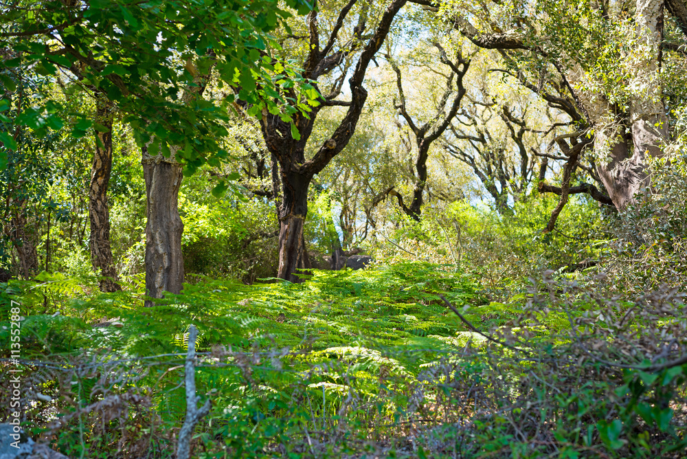 fern and tree in a Sardinian forest