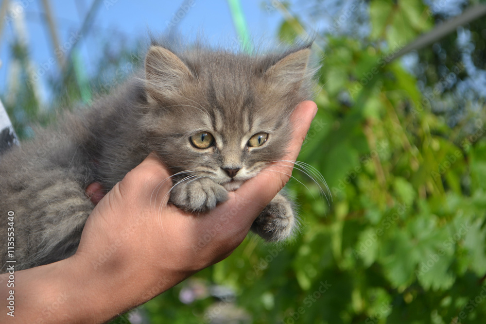 Obraz premium kittens on a human hand