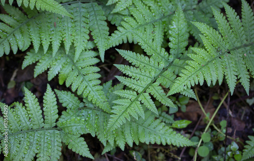 Fern leaf in the forest