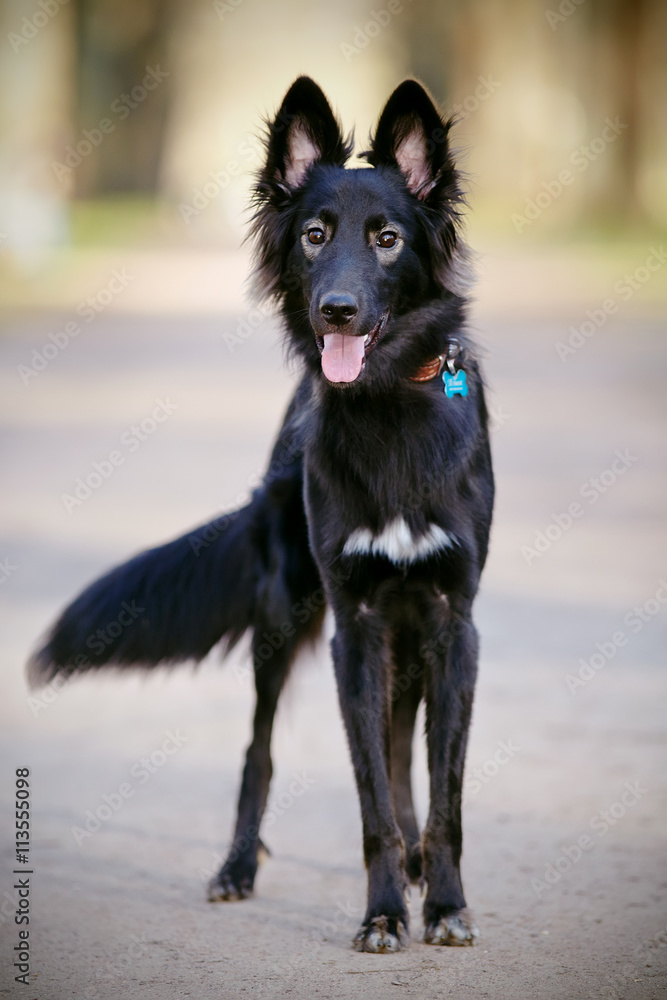 Fototapeta premium Black shaggy dog with a fluffy tail.