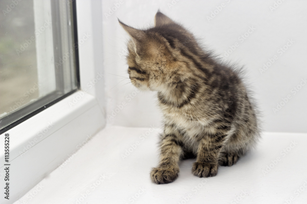kitten on a window sill