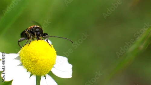 Beetle Cephus Pygmeus is drinking nectar from the flower, Macro photo