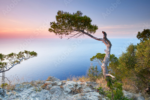 Mallorca, Pinien bei Sonnenuntergang photo