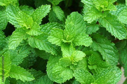 Growing mint leaves