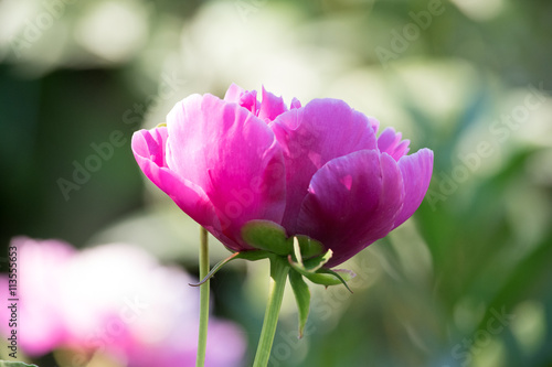 Peony Flower in the Morning Light