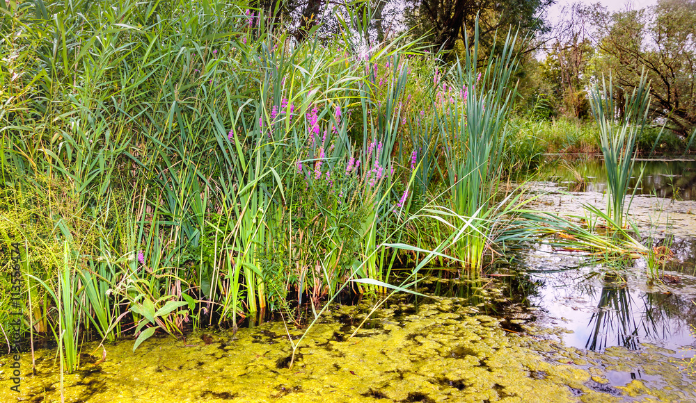 Reeds and blooming fireweed at the edge of a pond Reeds and blooming fireweed at the edge of a pond