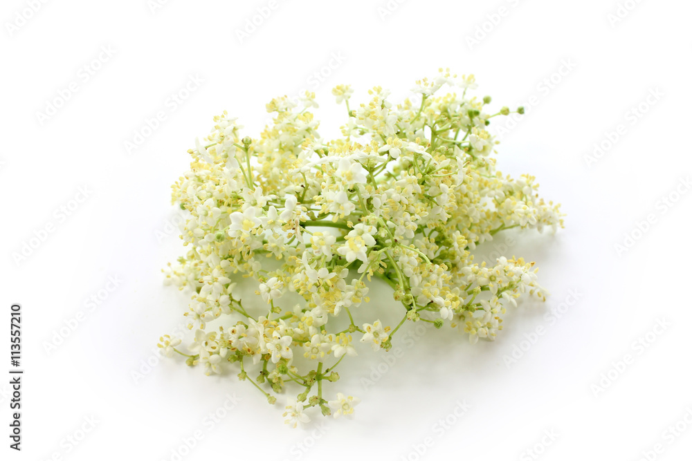 Sambucus nigra, elderberry flower Sambucus nigra, elderberry flower
