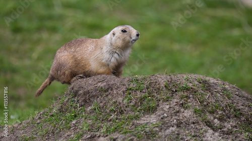 Präriehund (Cynomys)