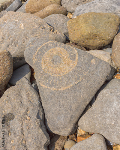 A large ammonite fossil in a beach boulder at Lyle Regis on Dors photo