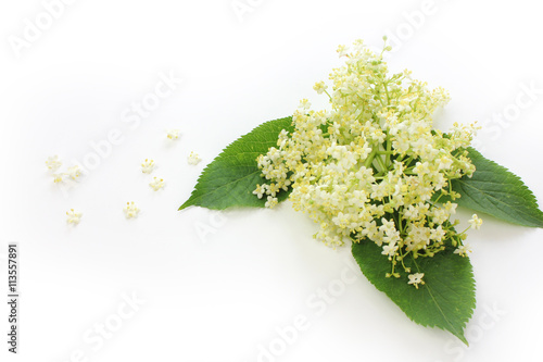 Sambucus nigra, elderberry flower with leaves