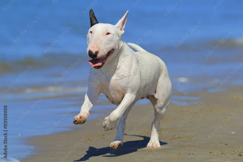 bull terrier at the beach