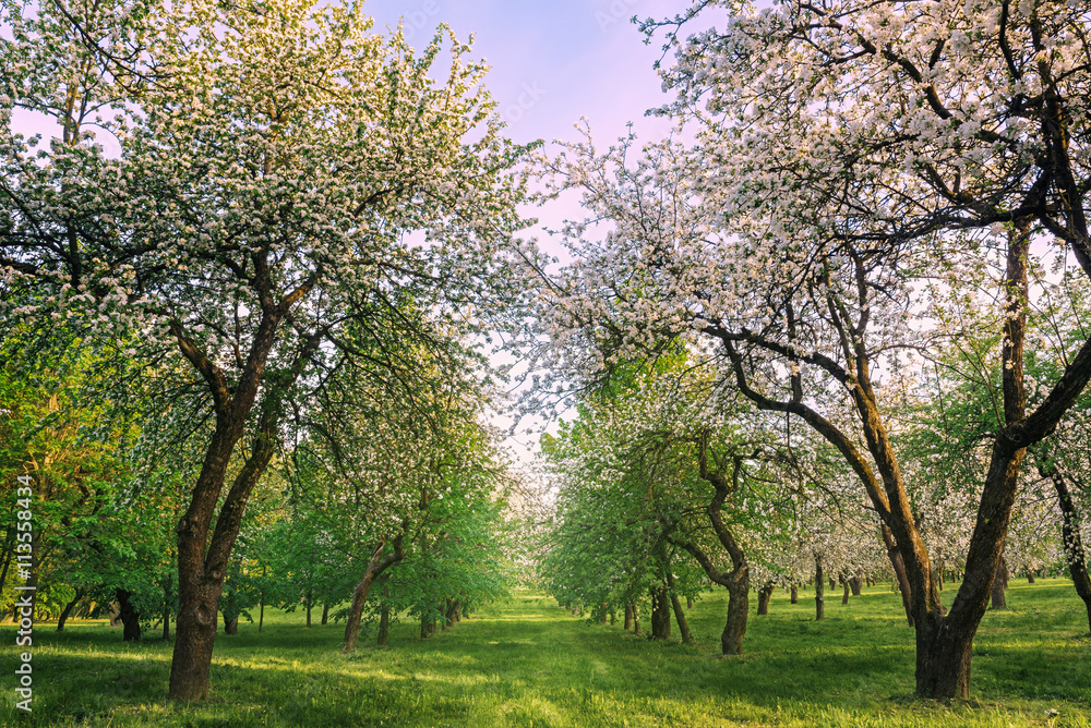 Blossoming apple tree garden in spring time