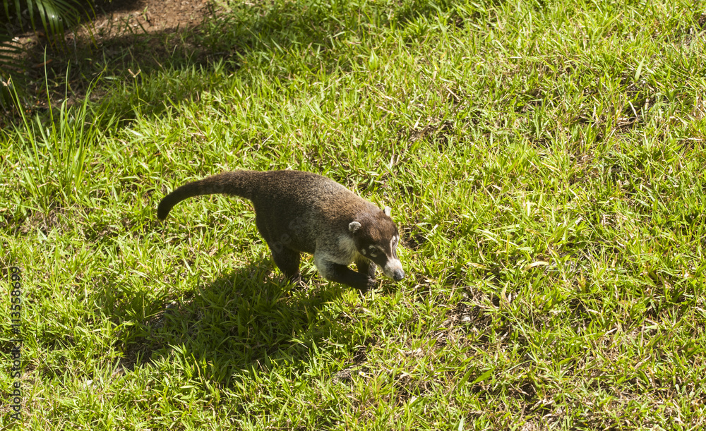 Naklejka premium Coati Walking Across Grass
