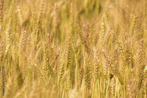 Golden wheat field © shaadjutt36