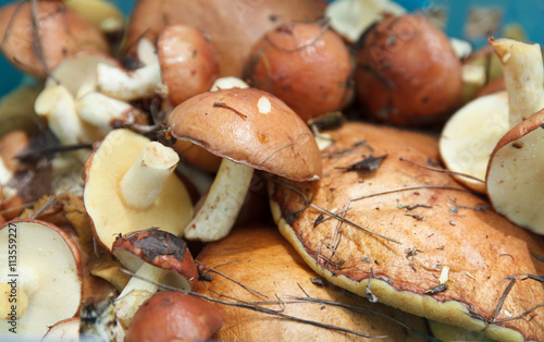mushrooms texture, many mushrooms, boletus, Suillus, young, fres
