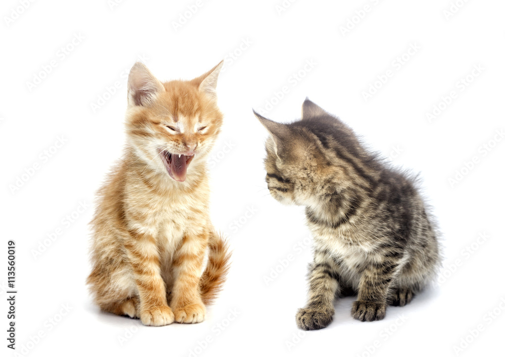 kitten watching kitten watching