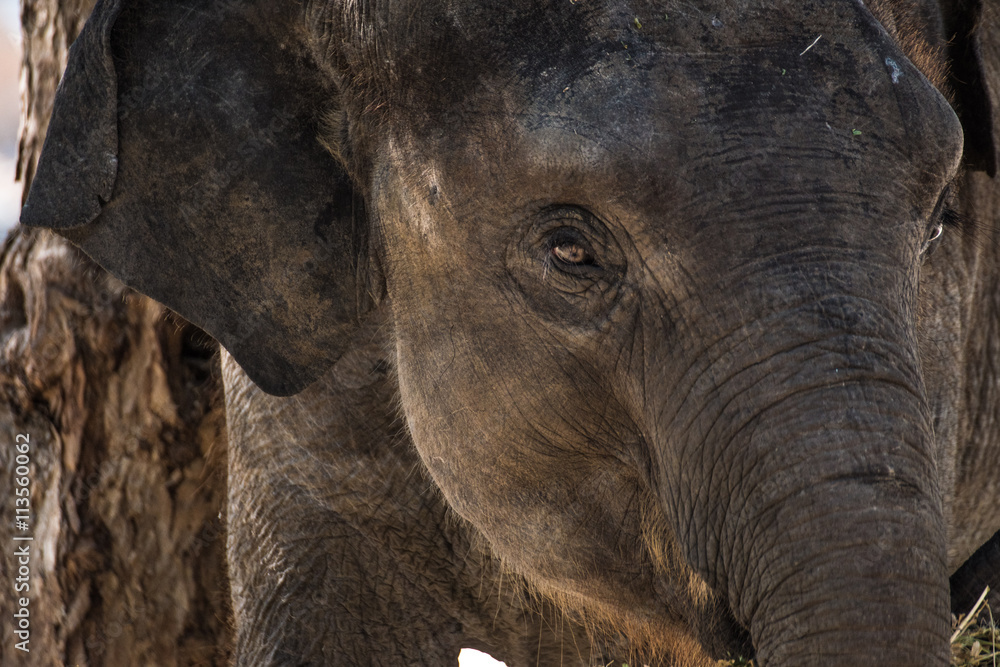 Fototapeta premium Baby elephant portrait
