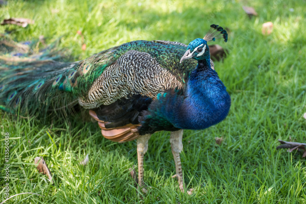 Fototapeta premium Peacock walking
