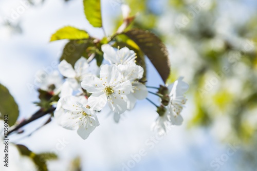 Spring blooming sakura cherry flowers branch