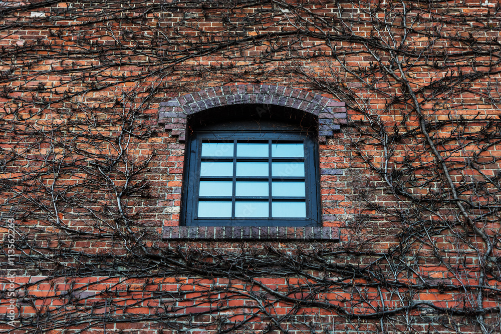 window on brick wall with dry climber window on brick wall with dry climber