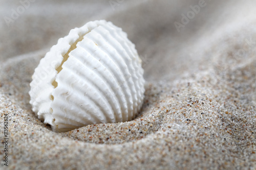 Sea shells and sand