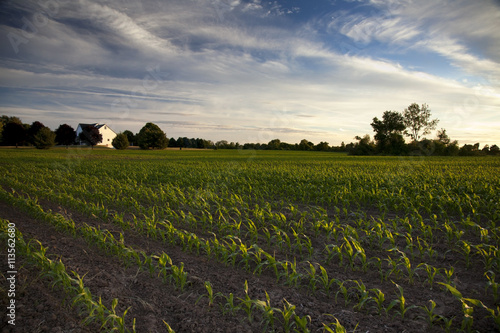 Down on the Farm