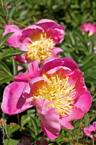 Peony  Paeonia 