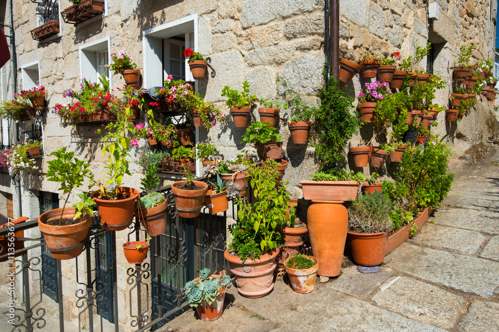 Flower pots with plants in old town in Galicia