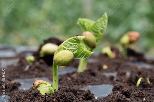 germinazione di semi di fagiolo