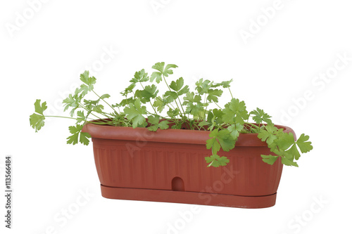 Pot with green plant.