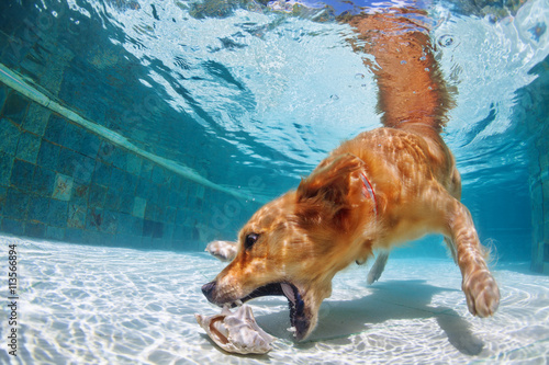 Fototapeta Naklejka Na Ścianę i Meble -  Playful golden retriever labrador puppy in swimming pool has fun - dog jump and dive underwater to retrieve shell. Training and active games with family pets and popular dog breeds on summer holiday