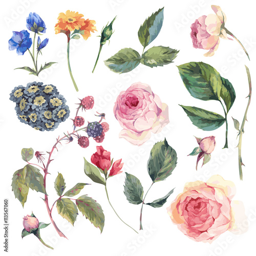 Set vintage vector elements of English roses 