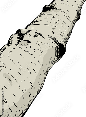 Close up view on birch tree