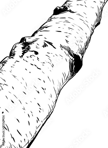 Outlined close up view on birch tree